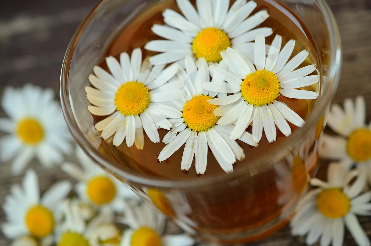 chamomile, tea, drink, chamomile tea, chamomile blossoms, herbal medicine, medicinal herbs, medicinal plant, healthy, macro, close up, blossom, bloom, naturopathy, chamomile, chamomile, chamomile, chamomile, chamomile, tea, tea, tea, tea, chamomile tea